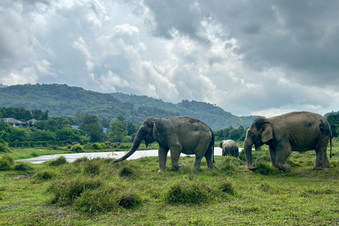 Phuket: Reserva de elefantes Freedom - Paseo por la naturaleza etéreaPhuket: Tour por la reserva natural Freedom Elephant Reserve con paseo y alimentación de elefantes