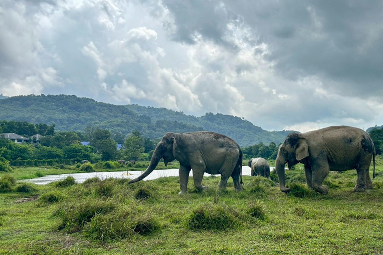 Phuket: Reserva de elefantes Freedom - Paseo por la naturaleza etéreaPhuket: Tour por la reserva natural Freedom Elephant Reserve con paseo y alimentación de elefantes