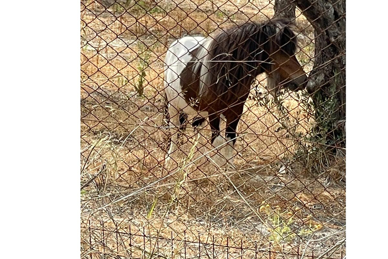 Heraklion: Brunch com agricultores de Creta e passeio pelos olivais