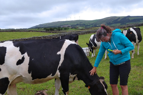 Azores: Half-Day Dairy Farm Tour