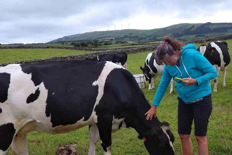 Azores: Half-Day Dairy Farm Tour