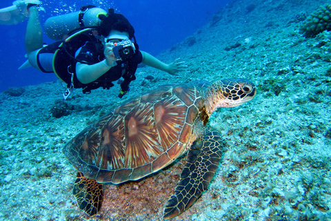 Mirissa: Dolphin Swim Blue Whale Snorkelling | All-Inclusive Mirissa: Scuba Diving & Turtle Snorkelling Experience