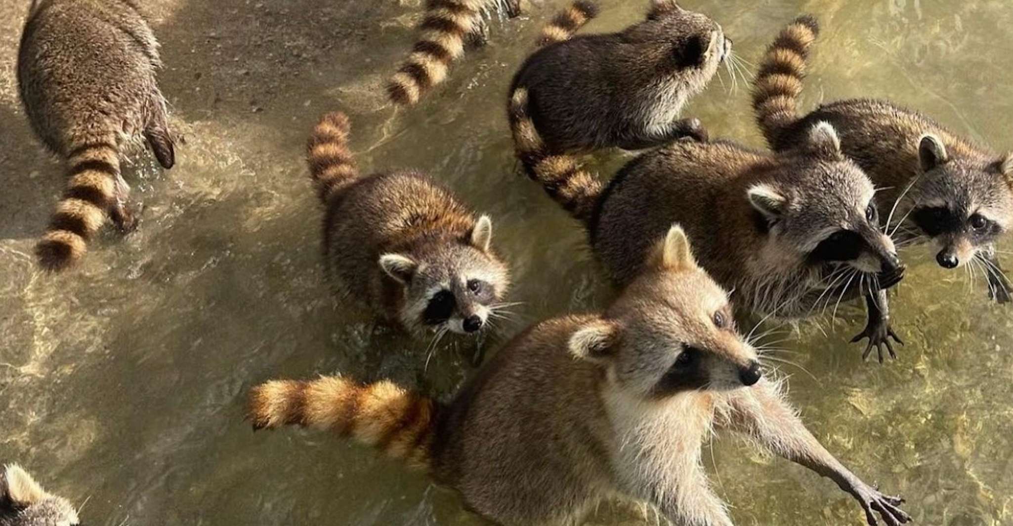 Miami: Celebrity Houses and Star Island Boat Tour photo 7