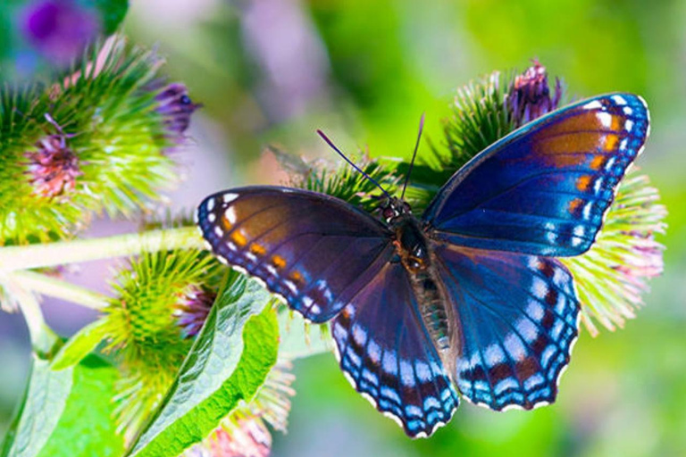Zanzibar: Salaam Cave,Butterfly Center & Mtende beach Tour with Hotel Pick up and Drop off Anywhere in Zanzibar