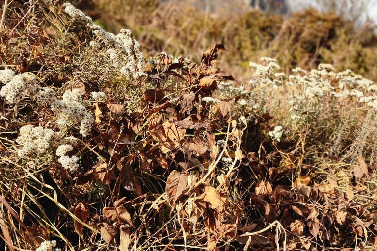 Trekking di 5 giorni sul Gosaikunda: un viaggio verso i laghi sacri