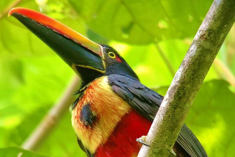 Manuel Antonio: Wildlife en Strand Tour in Nationaal ParkGroepsrondleiding (toegang tot park NIET inbegrepen)