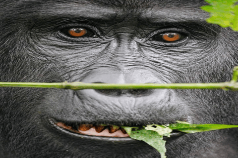 Uganda: 4-Day Double Mountain Gorilla Trekking Safari Uganda: 4-Day Double Mountain Gorilla Trekking Safari