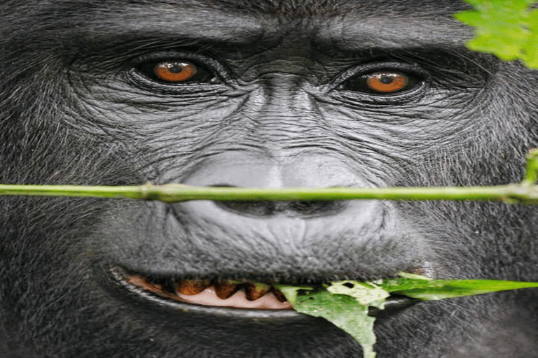 Uganda: 4-Day Double Mountain Gorilla Trekking Safari Uganda: 4-Day Double Mountain Gorilla Trekking Safari