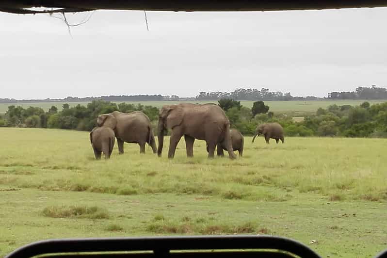Plettenberg Bay Game Reserve Pirschfahrt GetYourGuide