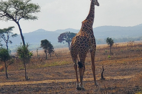 ESCURSIONE DI UN GIORNO AL PARCO NAZIONALE DI NYERERE DA ZANZIBAR IN AEREO