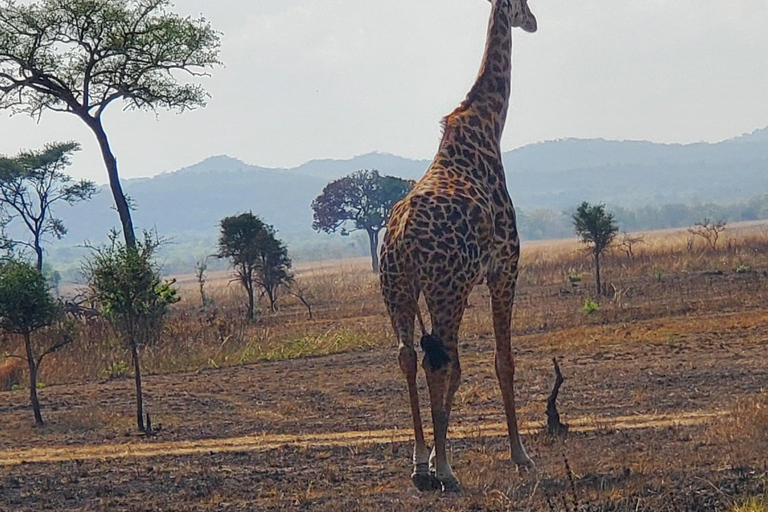 ESCURSIONE DI UN GIORNO AL PARCO NAZIONALE DI NYERERE DA ZANZIBAR IN AEREO