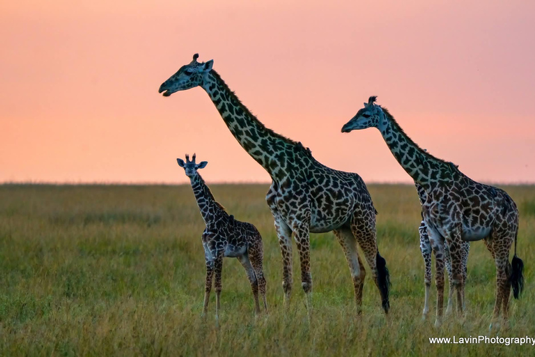 3-day Amboseli & SaltLick Safar: Kilimanjaro View & Treetop