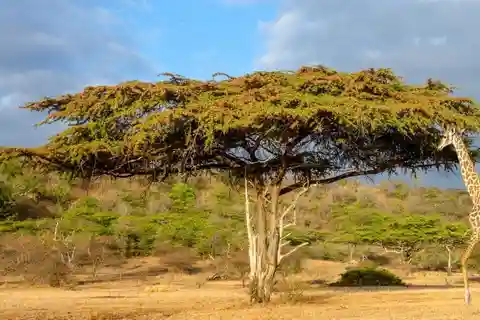 Da Arusha: Safari di 3 giorni nei parchi nazionali di Mikumi e Ruaha
