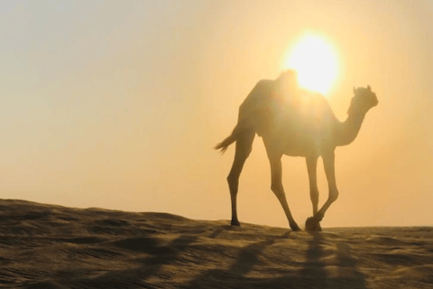 From Doha: Adventure Trip to the Desert