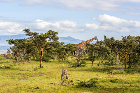 EXCURSIÓN DE UN DÍA A LA ISLA DE LA MEDIA LUNA EN NAIVASHA