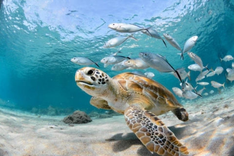 Nassau: wycieczka po Green Cay i nurkowanie z żółwiamiWycieczka grupowa
