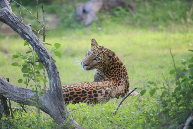 Yala Safari Tour from Galle/Weligama/Mirissa/Matara/Tangalle