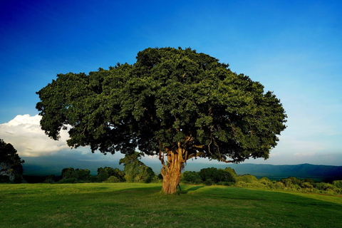 From Nairobi: 12 Days Small Group Kenya and Tanzania Safari