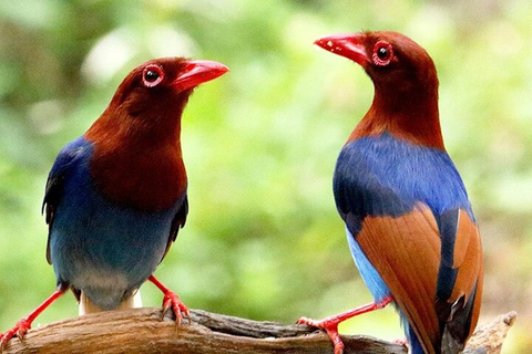 Sinharaja Rainforest Trekking Private Day Trip with Lunch Pick up from Kalutara/Wadduwa
