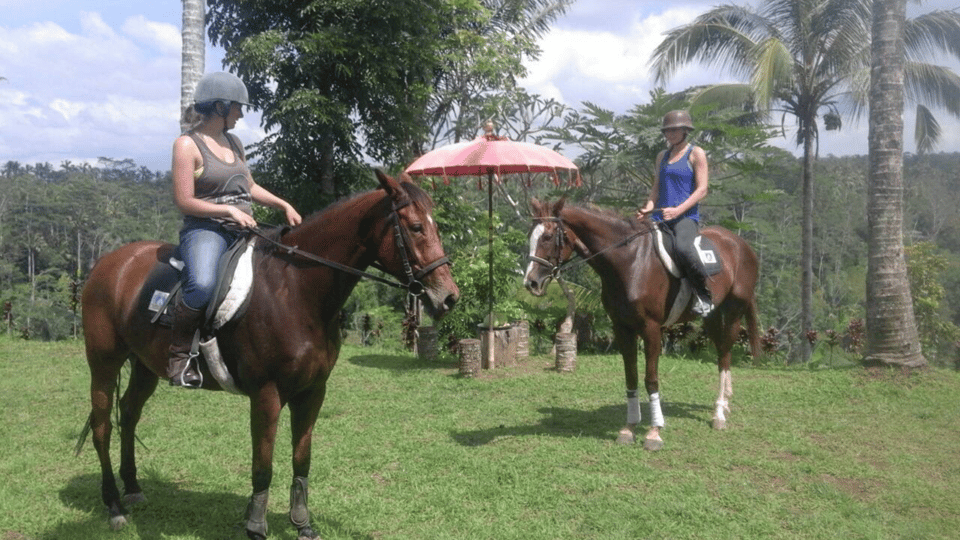 Ubud 1 Hour Countryside Horse Riding with Rice Field View GetYourGuide