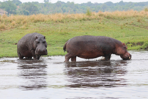 Chobe Safari from Victoria Falls: Game Drive & Cruise