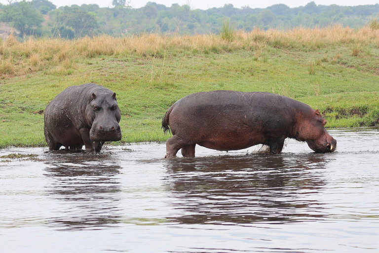 Chobe Safari from Victoria Falls: Game Drive & Cruise