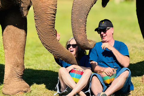 Chiang Mai Tour: Bua Tong Sticky Waterfall & Elephant Care Private tour : Sticky Waterfalls & Elephant Care in English