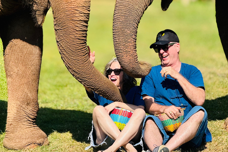 Chiang Mai Tour: Bua Tong Sticky Waterfall & Elephant Care Private tour : Sticky Waterfalls & Elephant Care in English