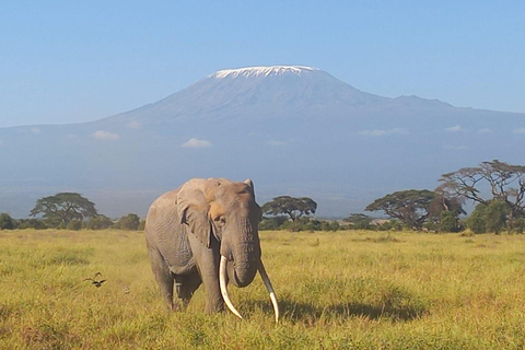 DAY TRIP AMBOSELI NATIONAL PARK FROM NAIROBI BUDGET SAFARI.