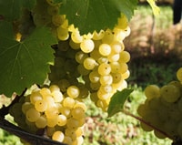 Pisco & Wine Tour - Housity