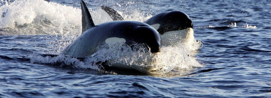 Alta : Observation des baleines dans le fjord d'Alta