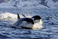 Alta, Alta Fjord Whale Watching Tour - Hizvo