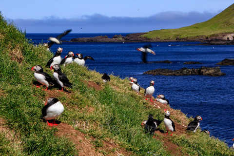 Seyðisfjörður: Puffins, Reindeer, & Waterfall Tour German Departure