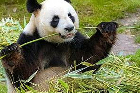 Shanghai Wildlife Park 1-Day Ticket + Free Safari Shuttle