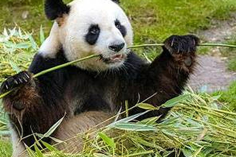 Shanghai Wildlife Park 1-Day Ticket + Free Safari Shuttle