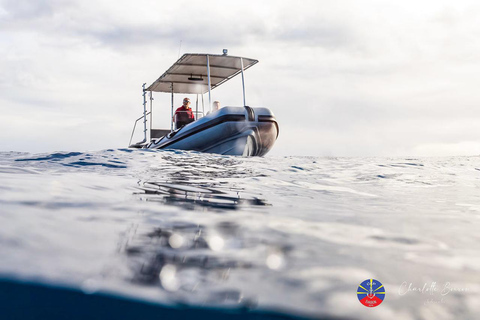 Reunion Island: Dolphin and whale watching in Saint-Gilles-les-Bains Reunion: Dolphin and whale watching in Saint-Gilles-les-Bains