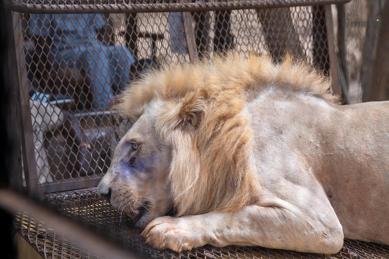 Safari z lwami i przejażdżka po rezerwacie BandiaSafari z lwami i przejażdżka łodzią w Bandii