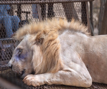 Safari with Lions and Bandia Reserve Game Drive