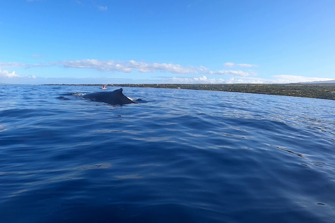 Tout en un - Dauphins, baleines, plongée en apnée et déjeuner à bord