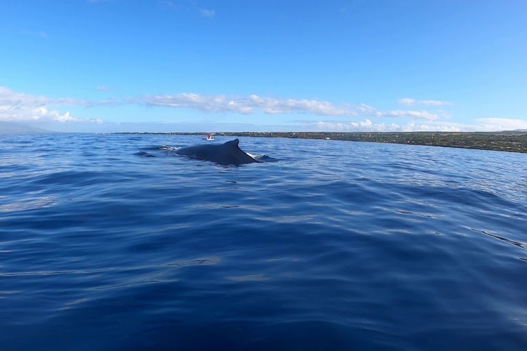 Wszystko w jednym – delfiny, wieloryby, snorkeling i lunch na pokładzie