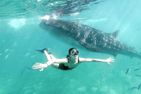 Cebu: Natação com tubarões-baleia e canoagem no KawasanTour em grupo: Natação com tubarões-baleia e canoagem no Kawasan