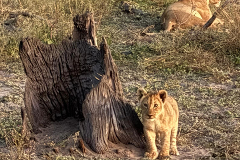 Victoria Falls safari Game Drive