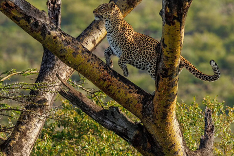 Nairobi: Lake Nakuru National Park Safari with Lunch