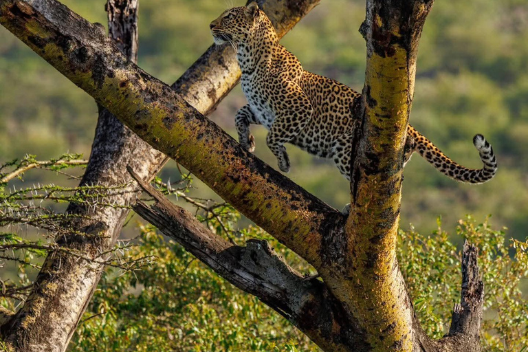 Nairobi: Lake Nakuru National Park Safari with Lunch