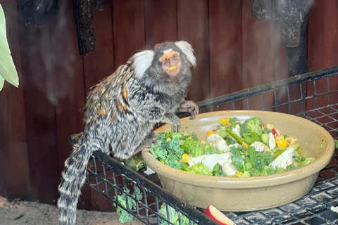 Desde Adelaida: Abraza a un Koala y Visita Histórica a Hahndorf