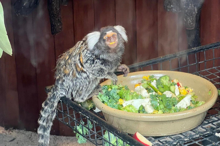 Vanuit Adelaide: Knuffel een Koala en historische Hahndorf Tour