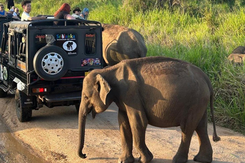 Galle / Mirissa / Weligama To Udawalawe Transfer With Safari