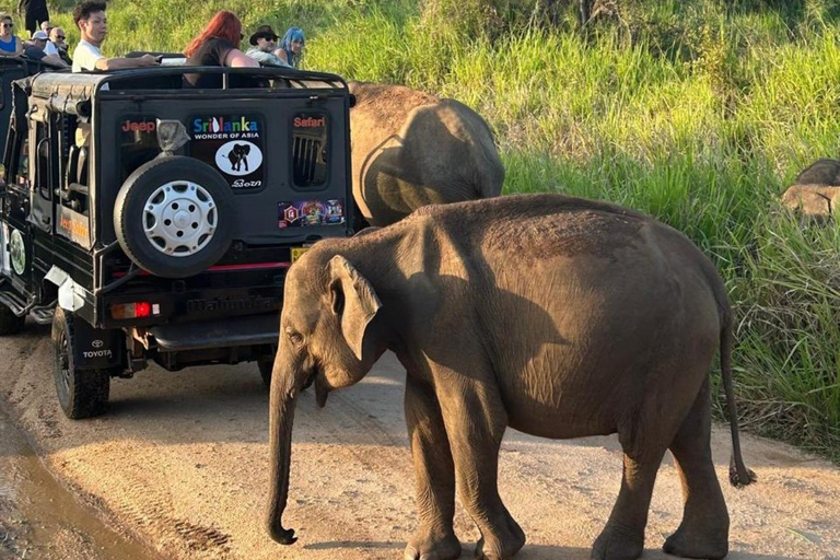 Galle / Mirissa / Weligama To Udawalawe Transfer With Safari
