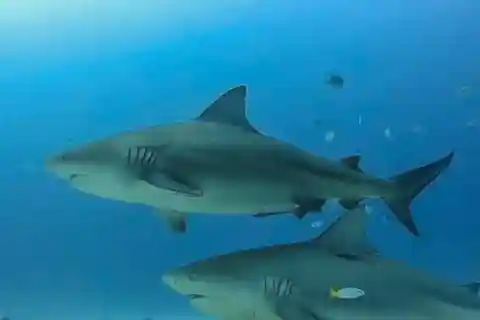 Playa del Carmen : Rencontre avec des requins taureaux et récif - 2 plongées