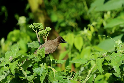 From Nairobi: Ondiri Wetland Guided Walking Tour